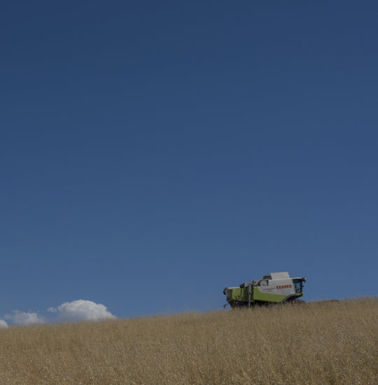 Une image de champ de blé, avec une moissonneuse-batteuse, ciel bleu