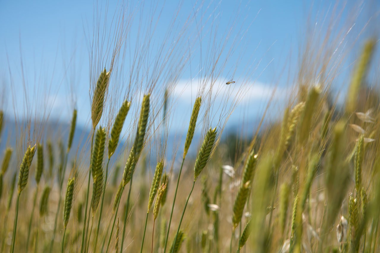 Image de champ de blé avec les épis verts encore 