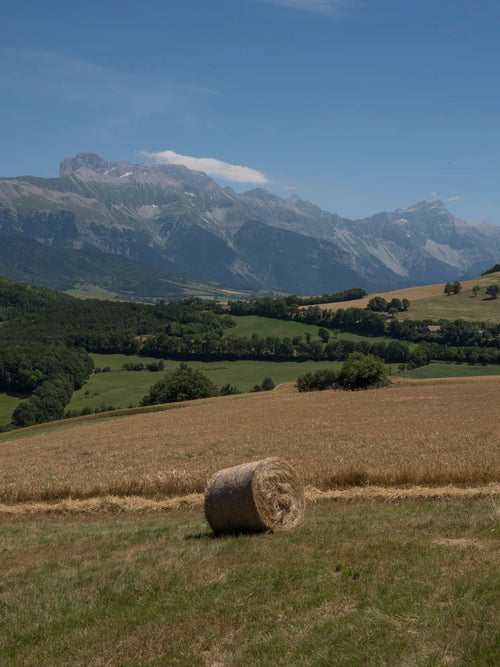 Paysage du Trièves : Des champs cultivés en agriculture paysanne de montagne, biologique et régénérative, pour fournir les céréales des Hautes Glaces. La chaine de l'Obiou en fond.